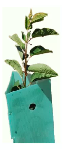 Protector de árbol verde UV  50 x 20 cms