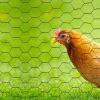 Malla gallinero 3/4 x 0,6mt x 50mt rollo RGM